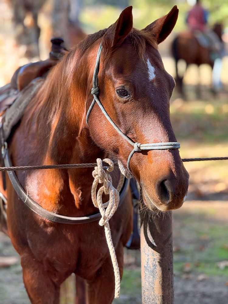 Close-up of a saddled horse at the old adobe on the ranch