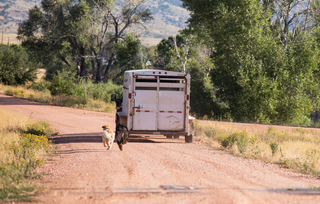 Ranch truck hauling a horse trailer down a dirt road with dogs chasing it