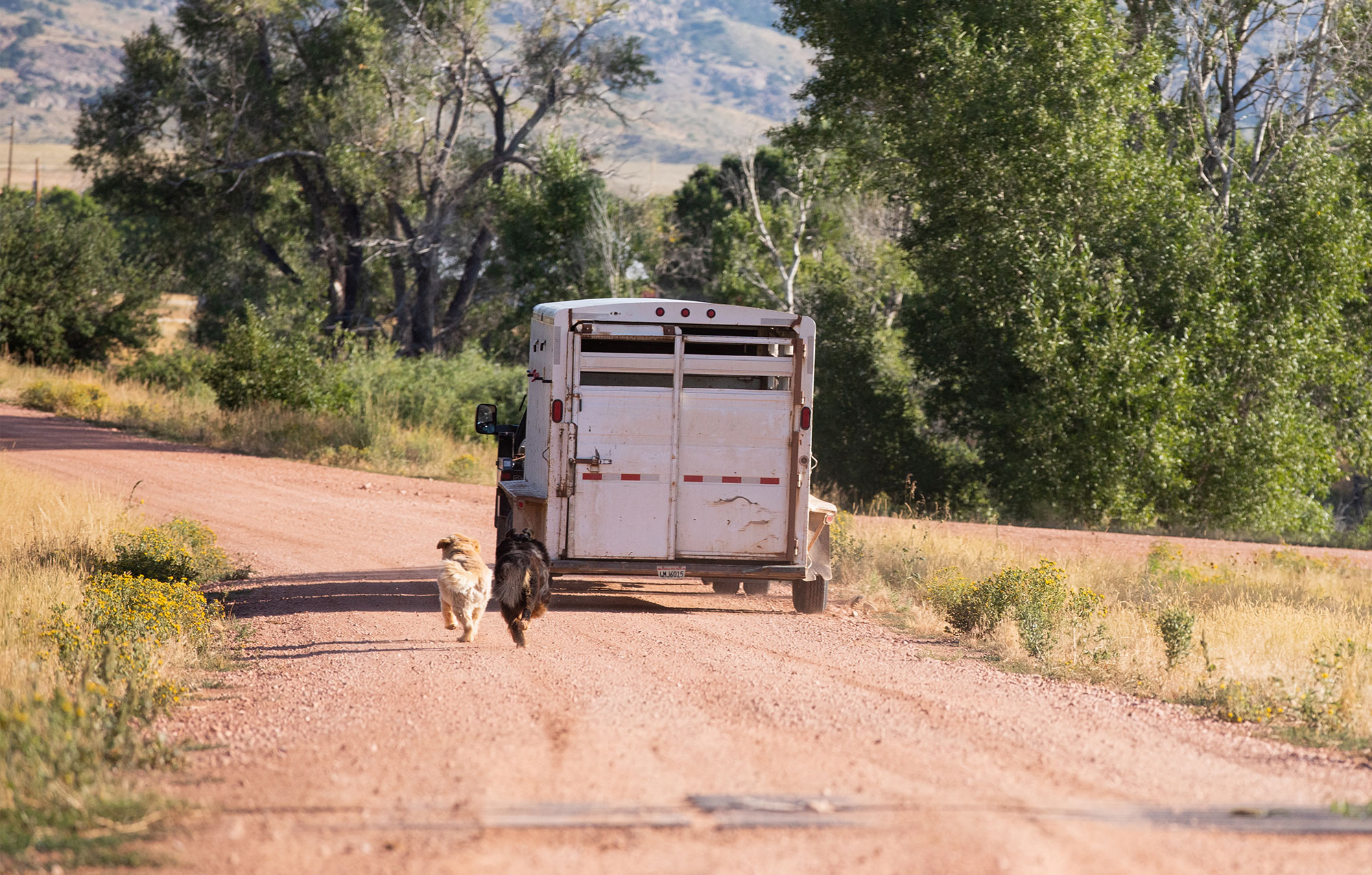 Ranch truck hauling a horse trailer down a dirt road with dogs chasing it